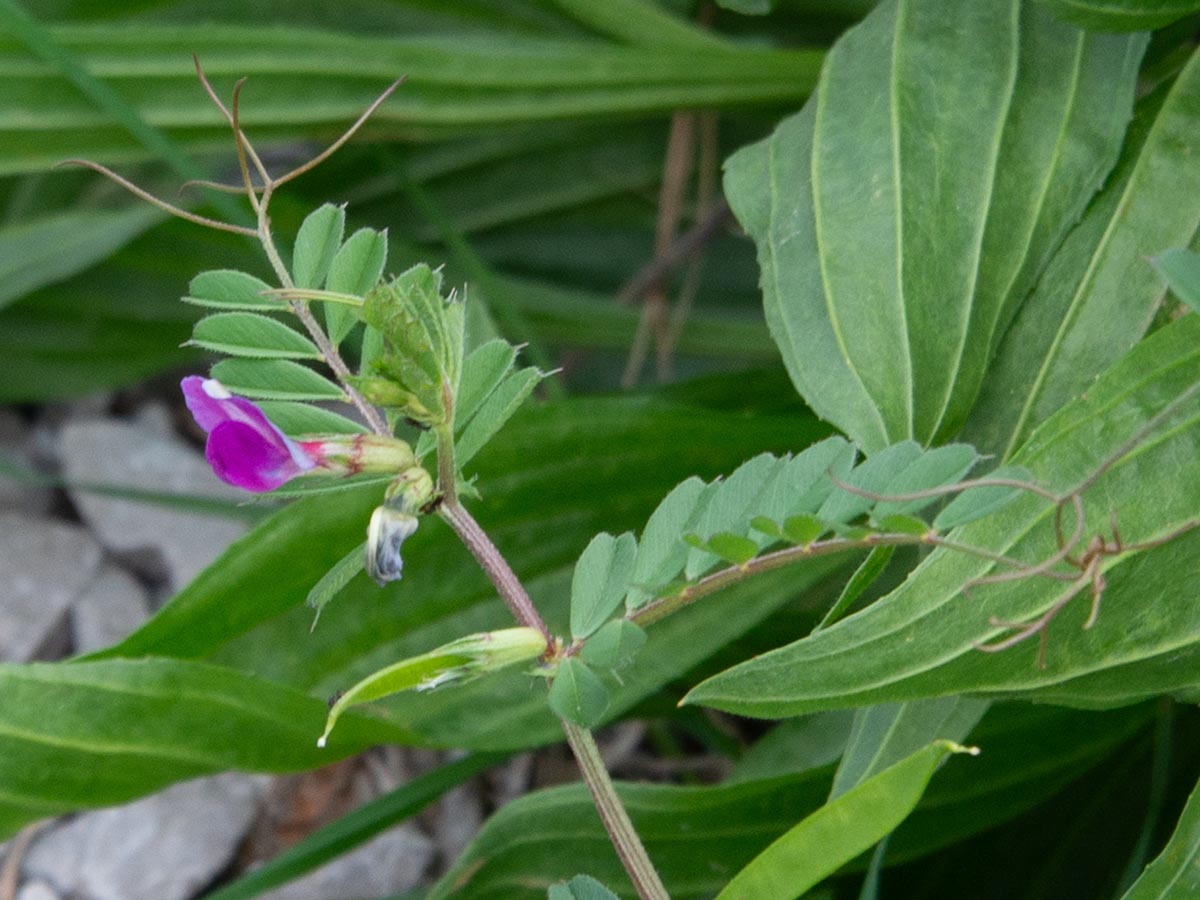 Blüte, Blatt